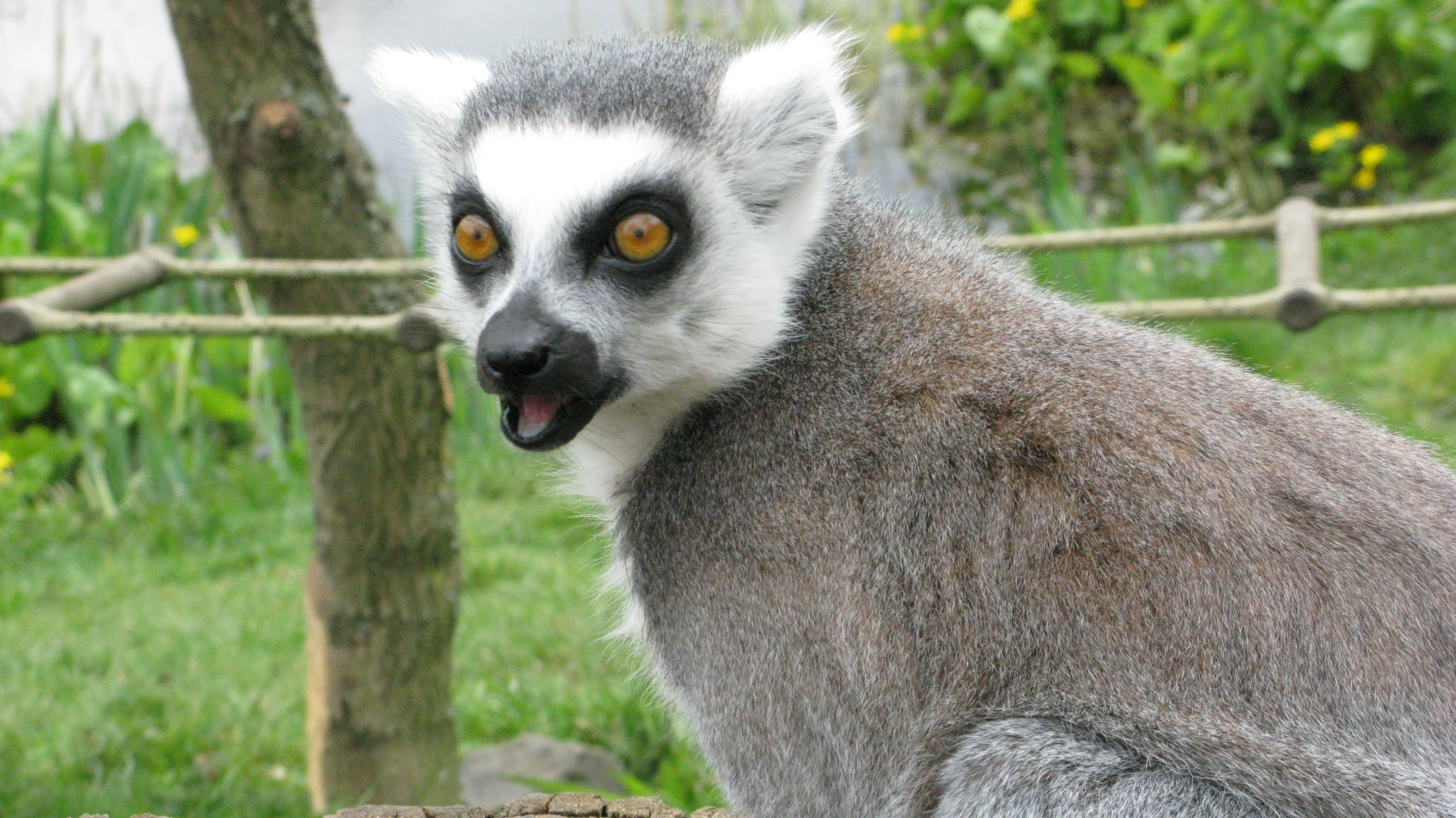 a lemur sitting on a tree nch with his mouth open