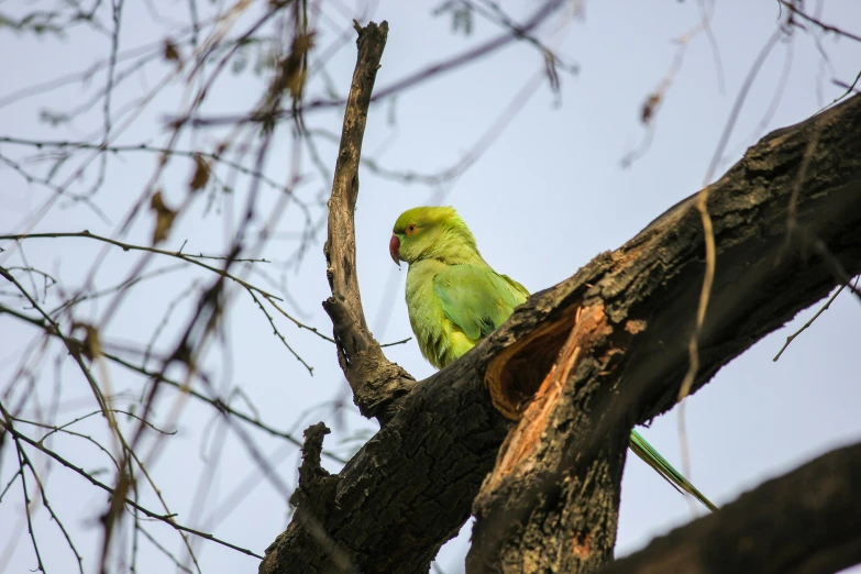 the parrot is sitting on top of the tree limb