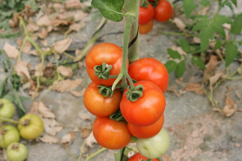 a tomato plant with six large red tomatoes and a bunch of green one