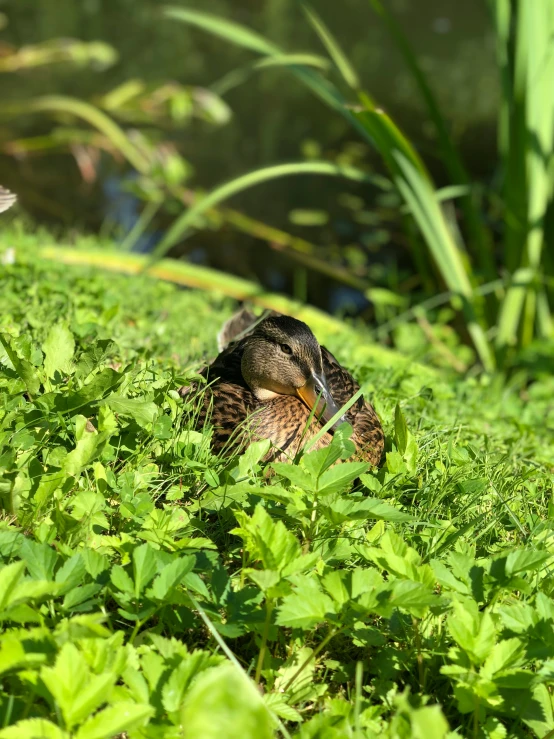 the bird is laying in the grass outside