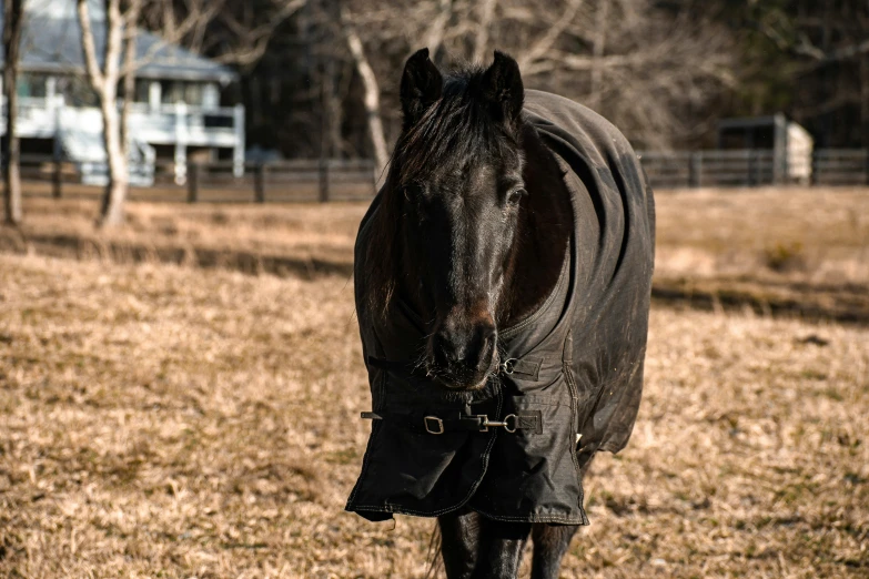 a horse in a field with trees and grass