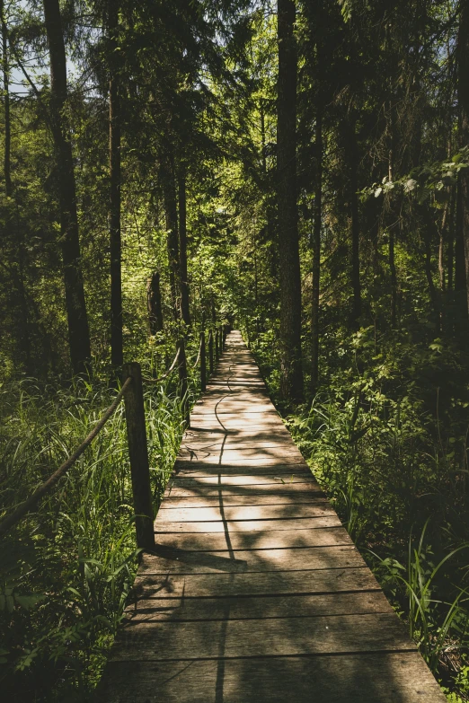 a pathway in a forest with trees and sunlight shining through the leaves