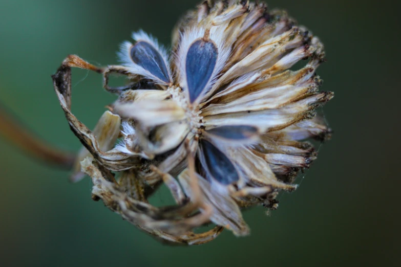 a close up po of an open flower bud