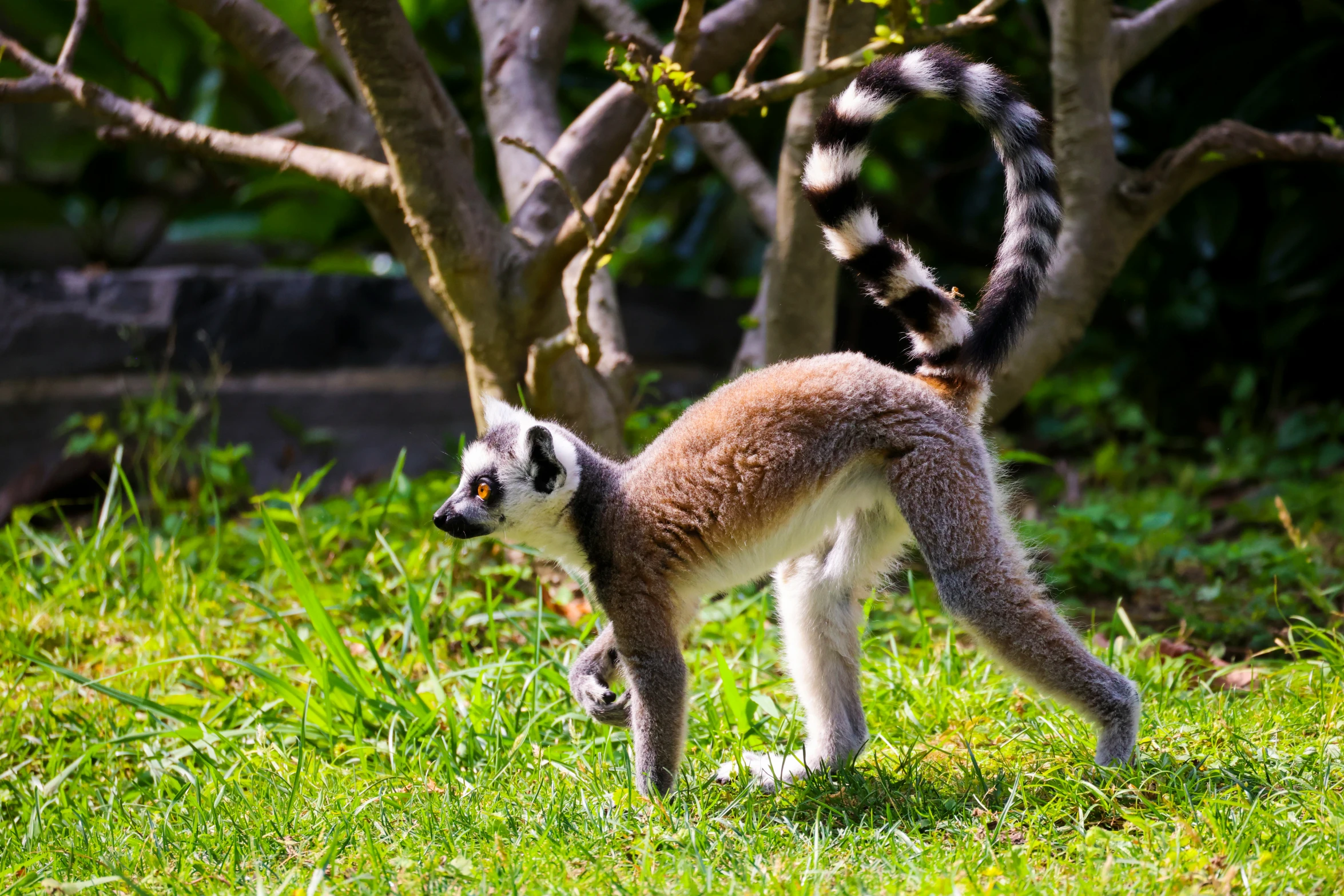 a brown and white baby lemur dancing in the grass