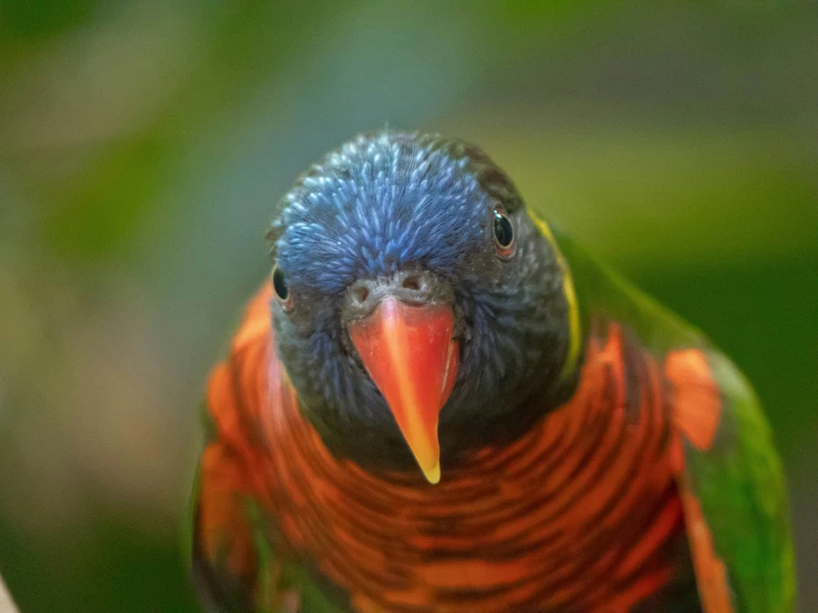 a colorful bird perched with a blue and orange striped beak