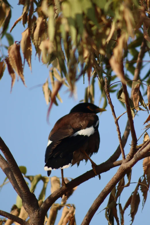 this is a black and brown bird in a tree