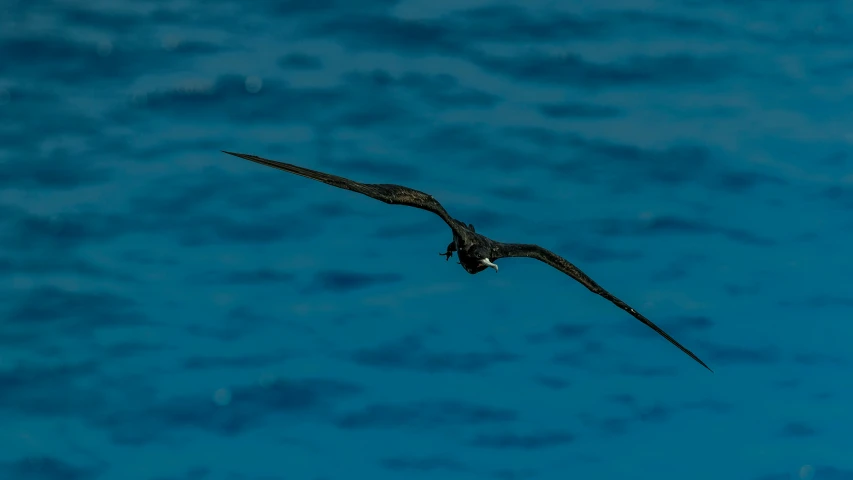 an image of a bird in the air