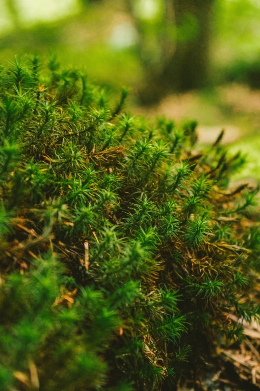 green plant growing on a patch of dirt and grass