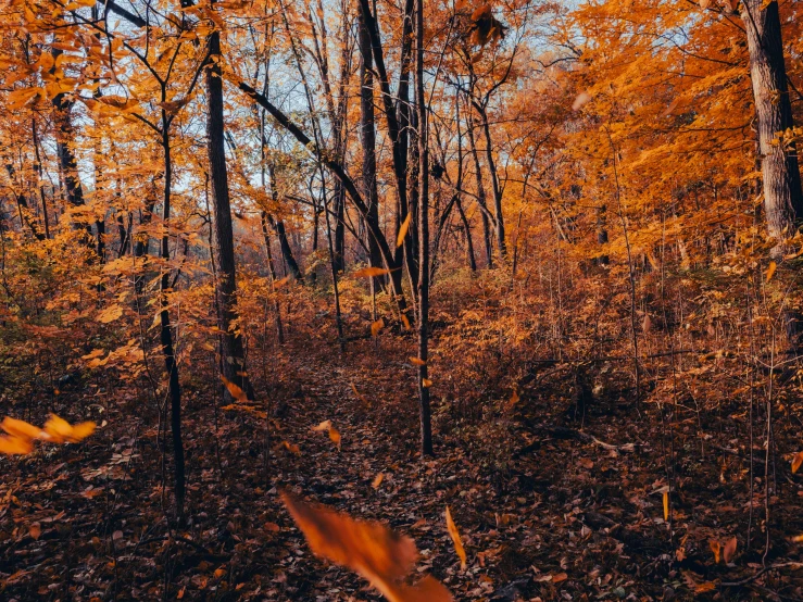 a trail through a wooded area with many yellow leaves