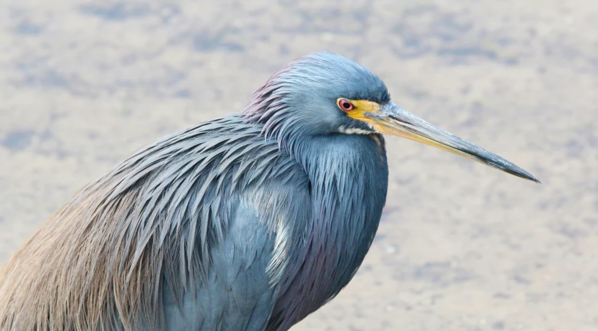 a blue heron stands on the sand with its head covered