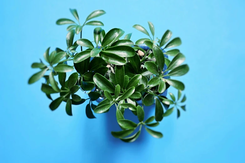 an overhead view of a small plant with a blue background