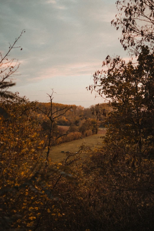 some trees in the background and bushes around the edge