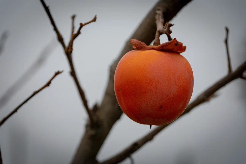 a tomato hanging from the side of a tree