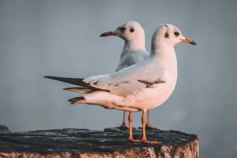 two birds sitting on top of a wooden log