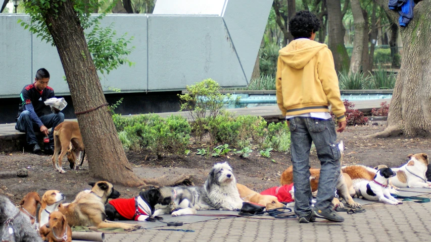 there are dogs that have a man standing next to them