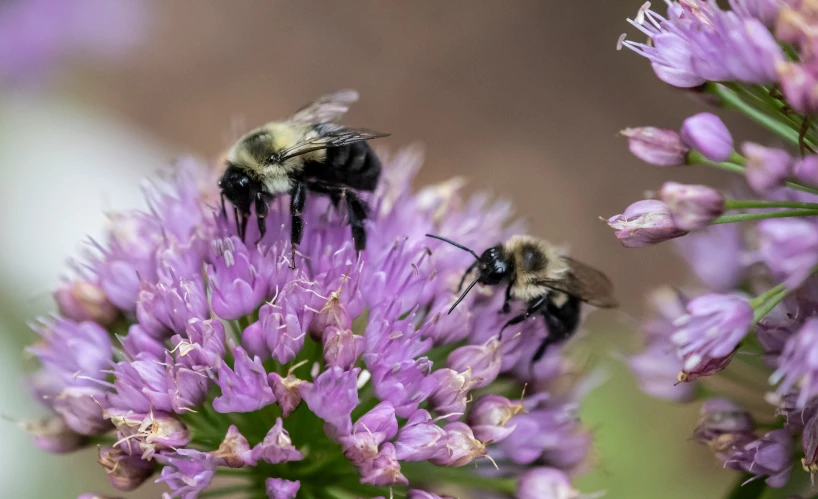 two bees on a purple flower with its wings up