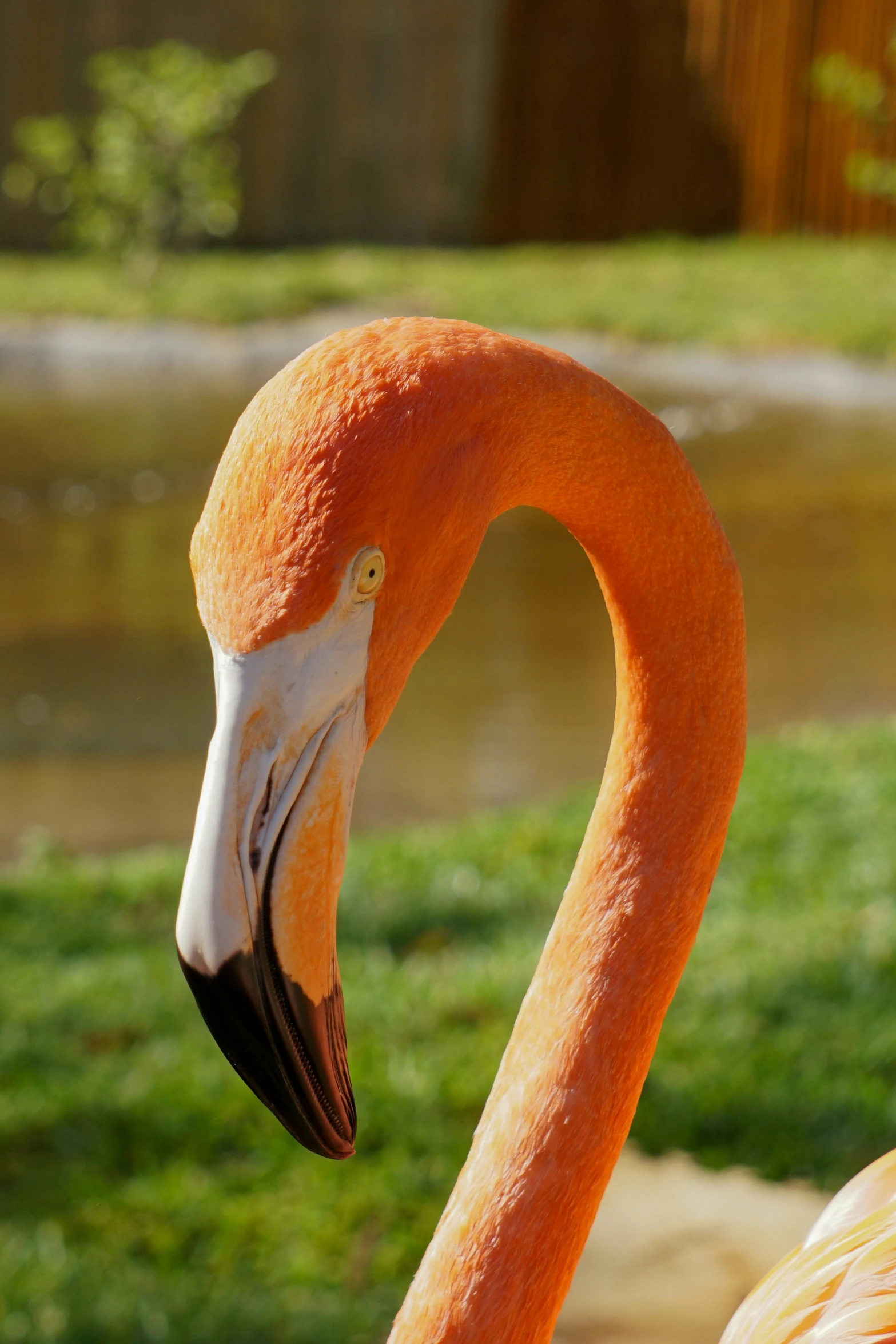 a close up of a flamingo with grass in the background