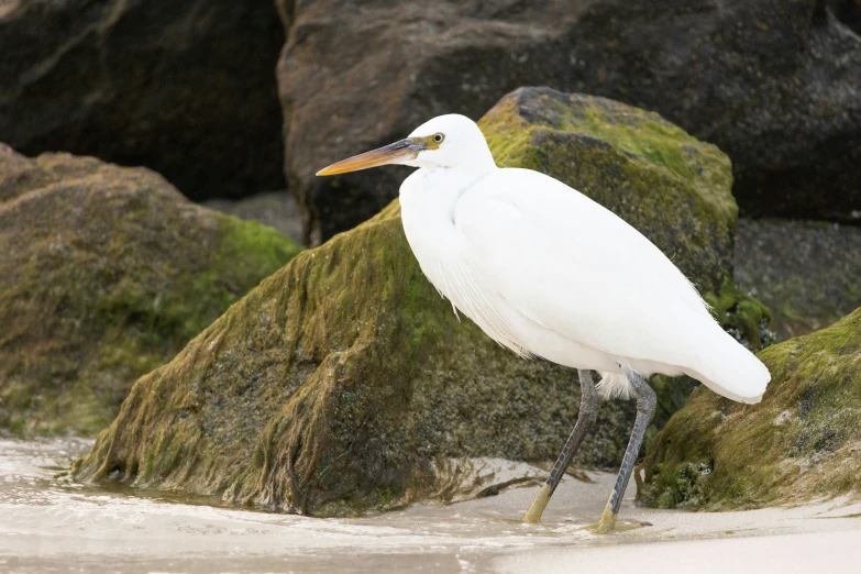 the tall bird is standing on a rock