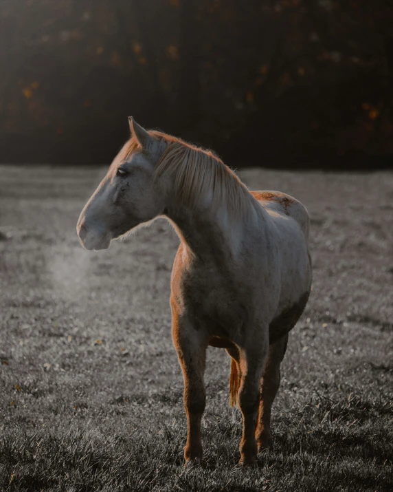 an adult brown horse standing next to an open field