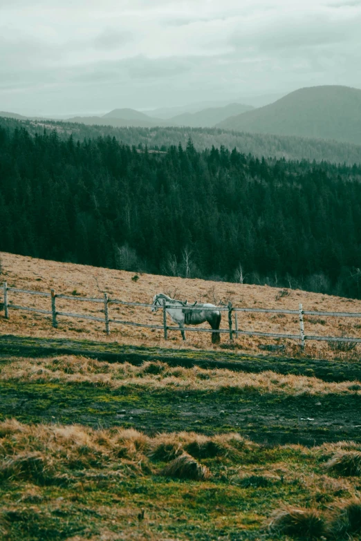 a horse is standing in an open field