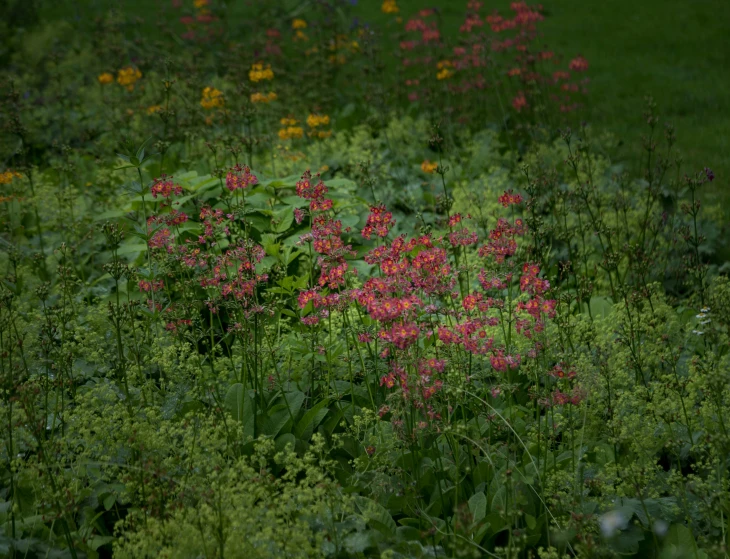 flowers grow in an open field next to a hillside