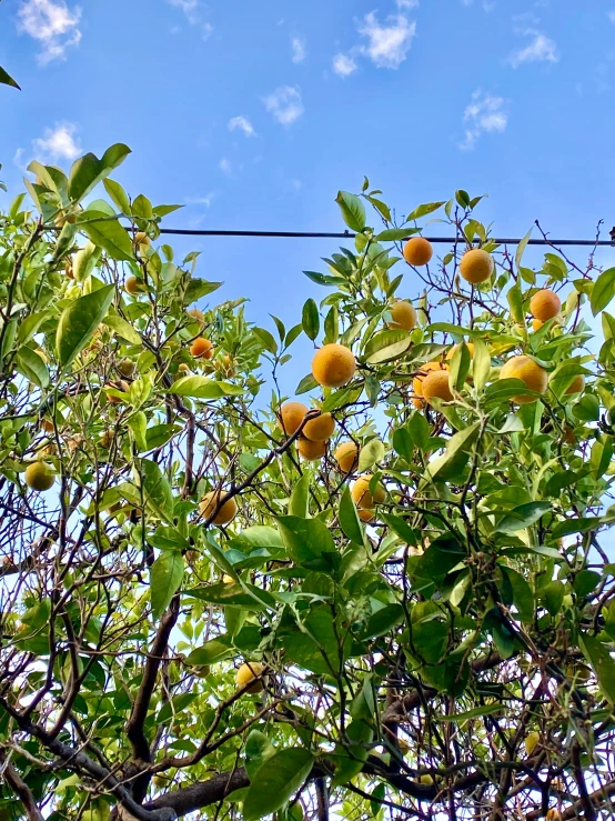 an orange tree with lots of fruit hanging from it's nches