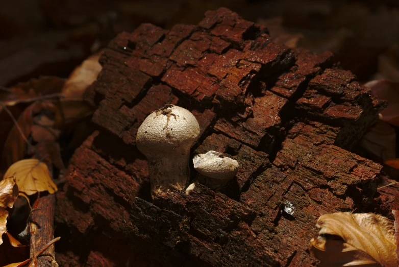 two white mushrooms are poking out of the bricks