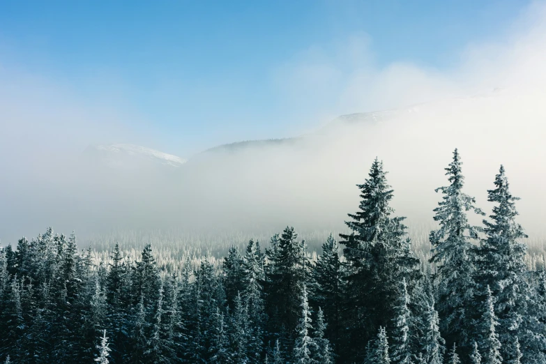 the trees are all snow covered and some mountains are seen