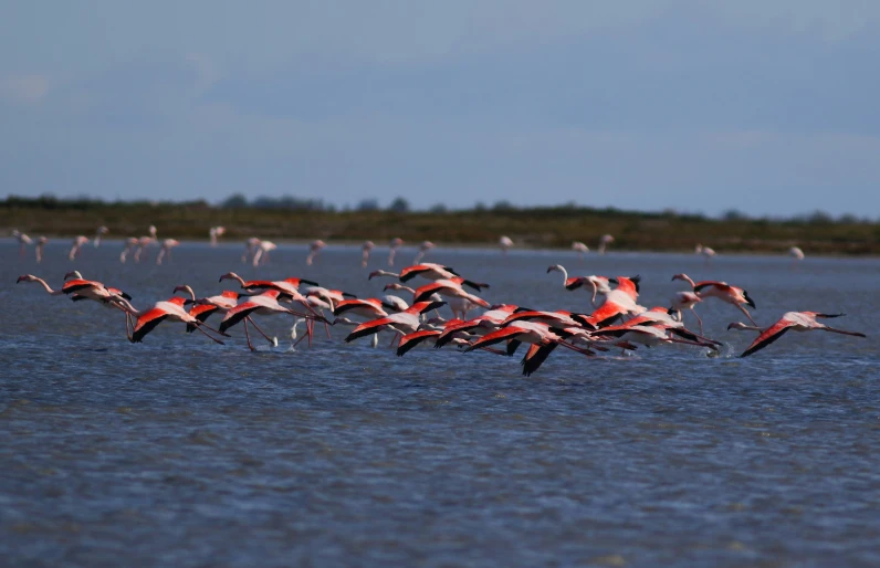 several flamingos flying over the water and other birds in the distance