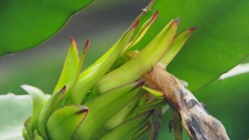 small bug on a plant with green leaves