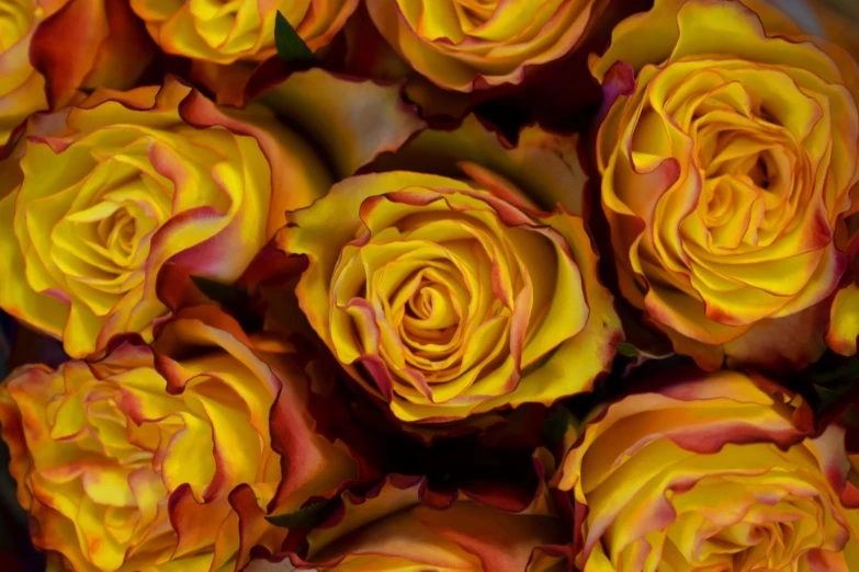 closeup pograph of yellow roses in the center