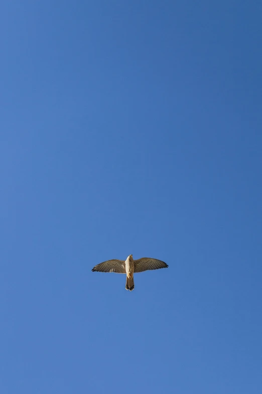 a bird flying across a cloudless blue sky