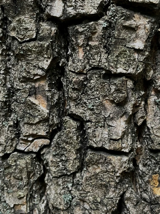 the bark of a tree shows that this is old and is very weathered