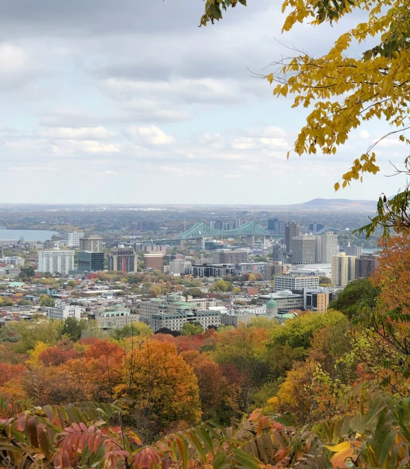 a scenic view of the city and its surrounding forest