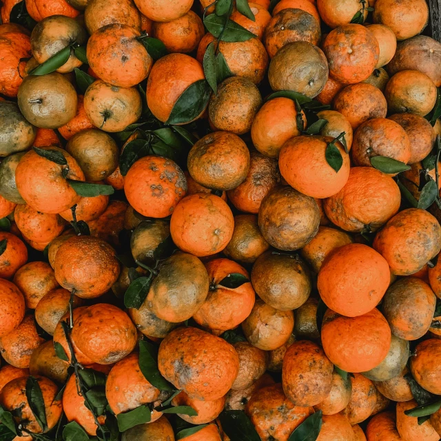 oranges that are ready for sale for $ 5