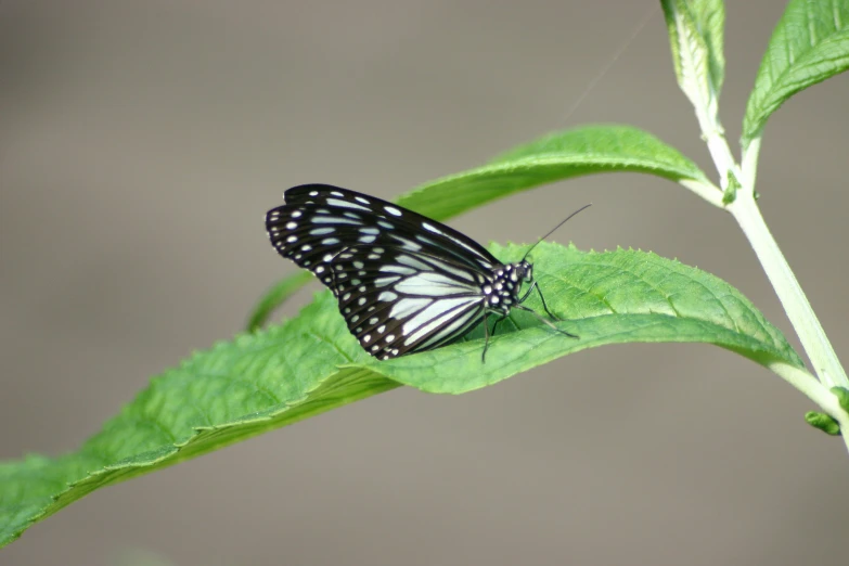 a erfly that is on top of a leaf