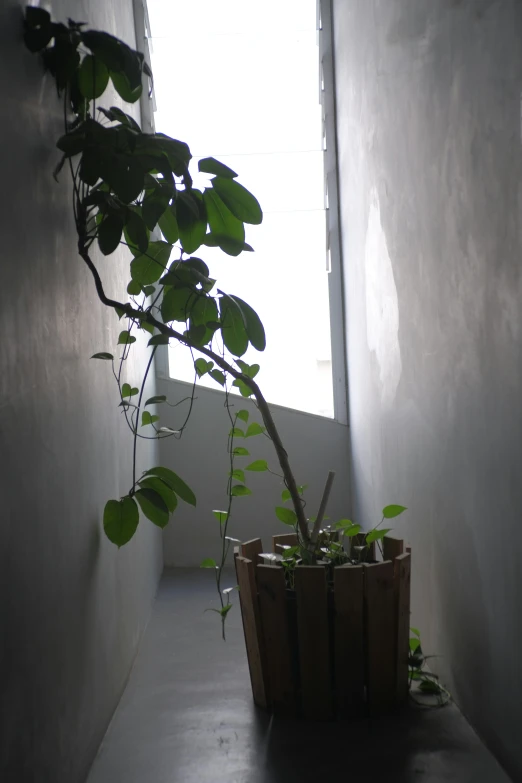 a tall plant in the middle of a hallway