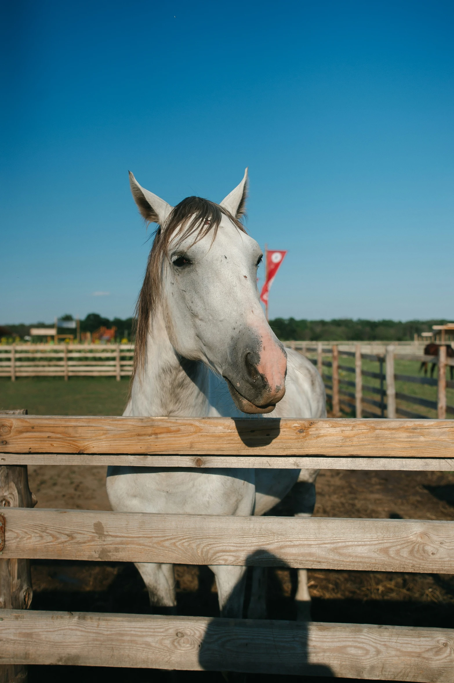 a horse is looking out over a fence