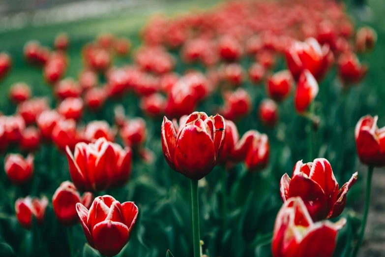 the field full of red flowers that are in bloom