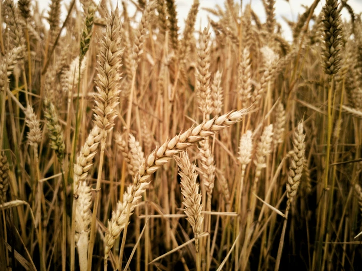 the wheat is ripe and ready to be picked