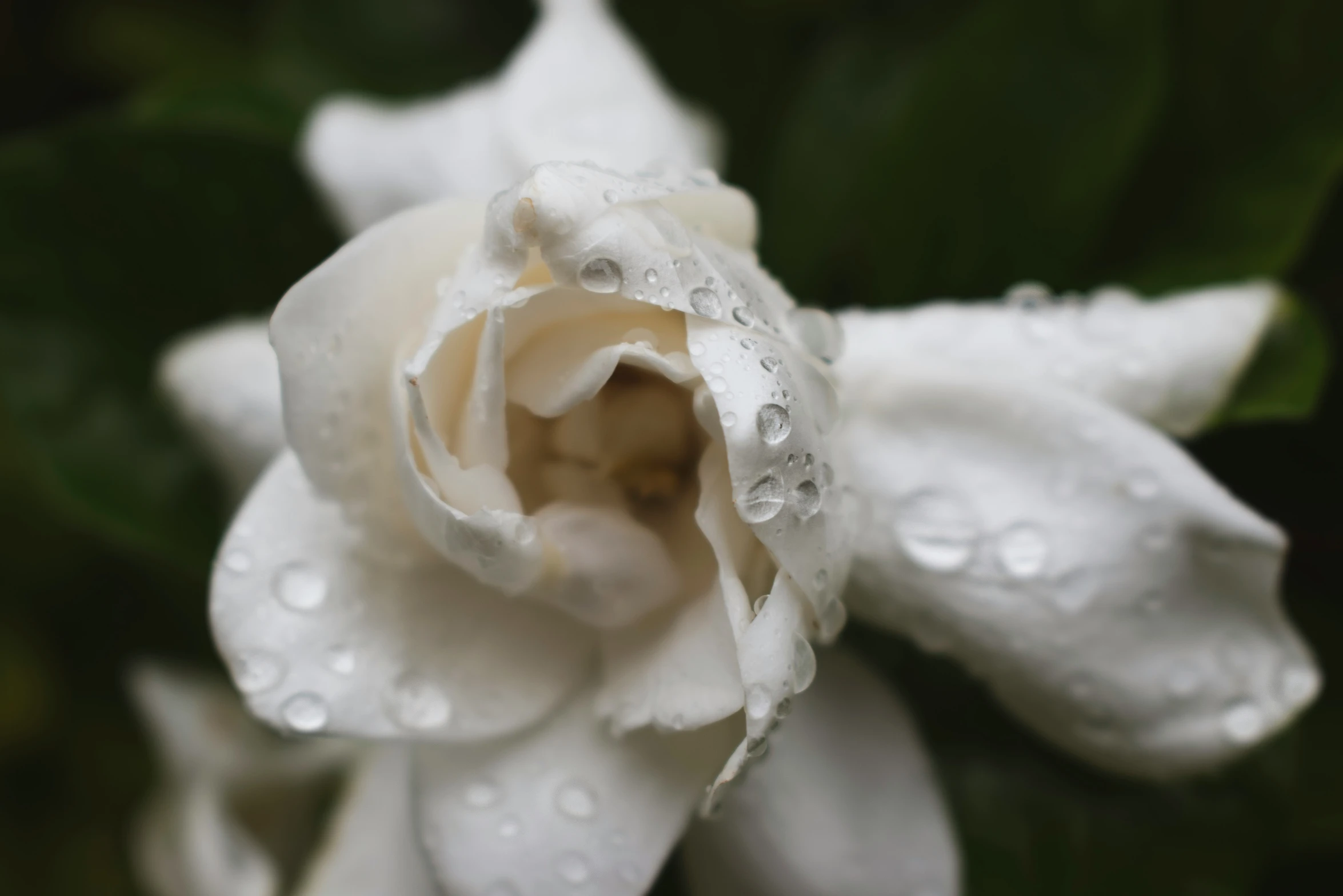 a white rose with water droplets in a garden