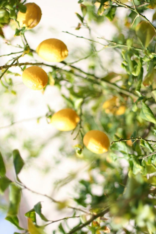 a tree filled with lots of yellow lemons