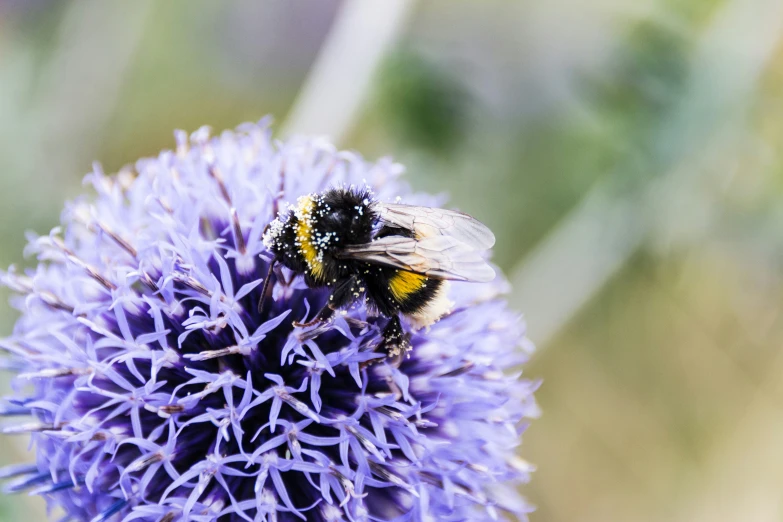 a close up of a bee on a purple flower