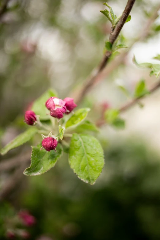 pink flowers in the midst of green leaves