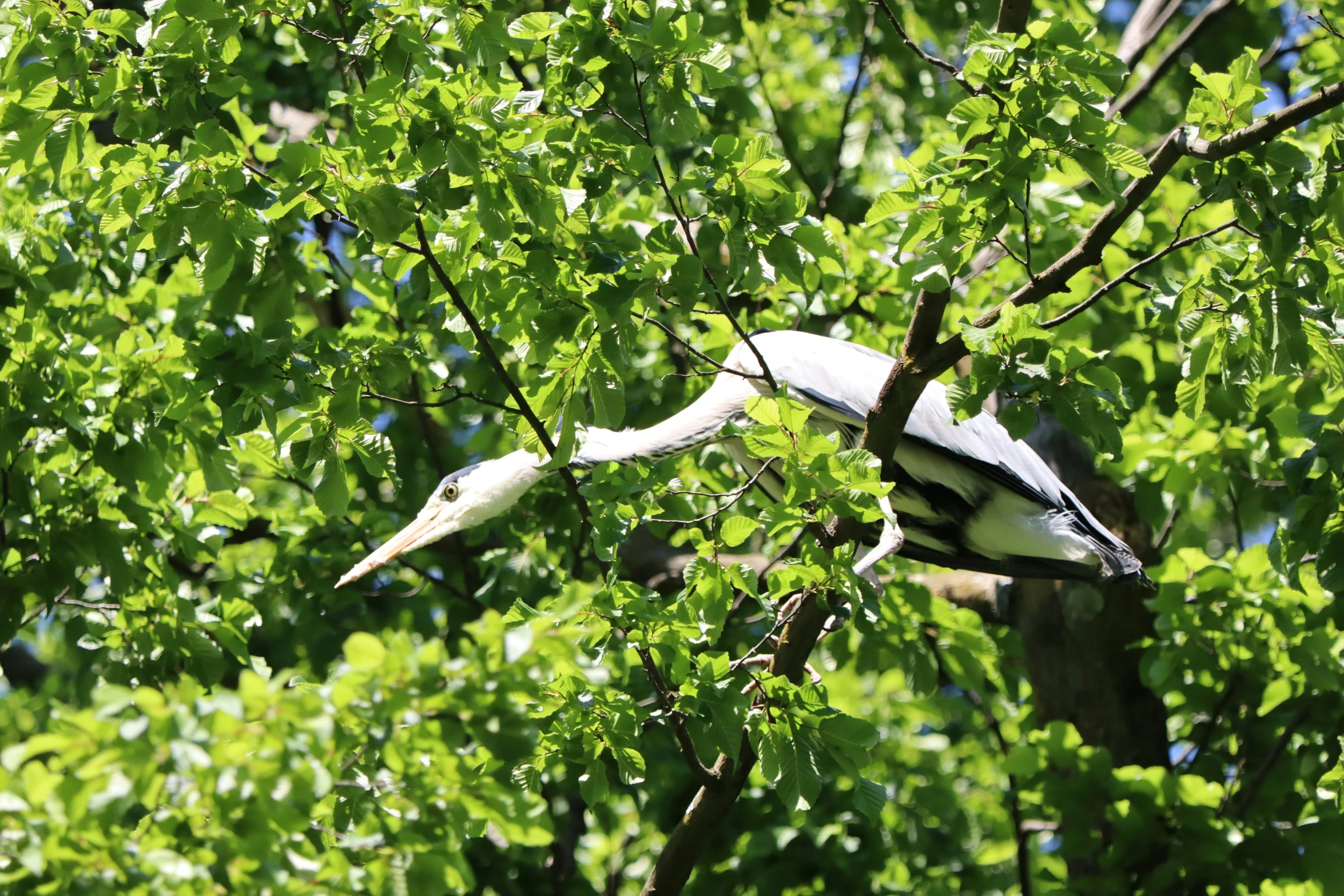 birds fly together through green leaves in a tree