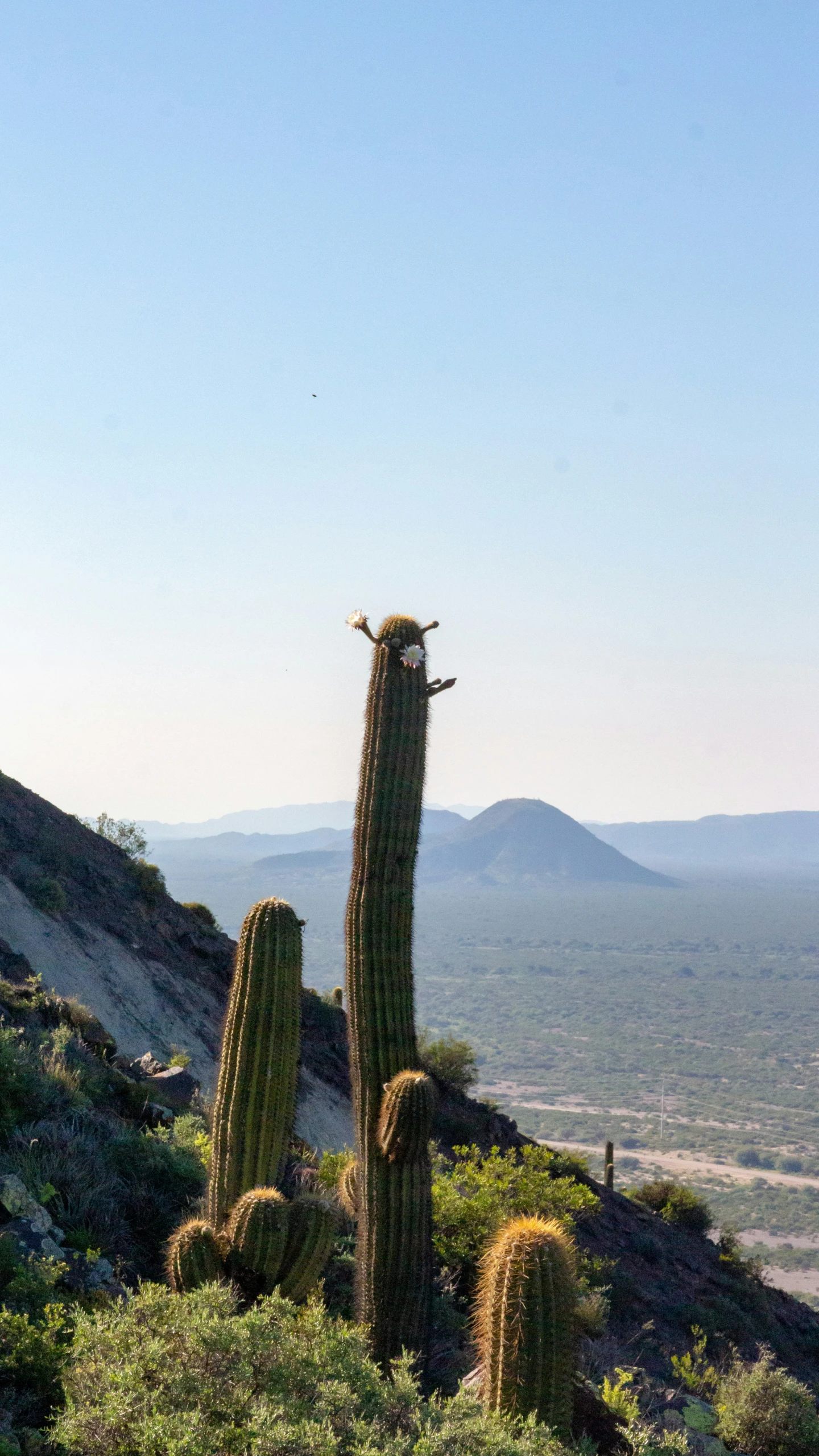 there are some tall cactuss on a mountain