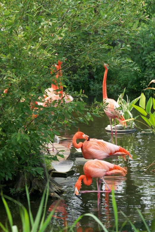 three pink birds in water next to plants