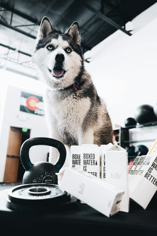 a husky dog sitting on a table and a black kettle