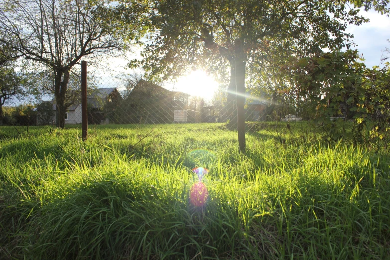 a fire hydrant sitting on top of a lush green field