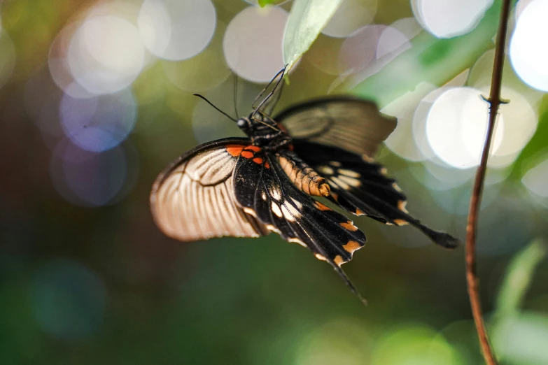 a erfly is sitting on a nch with its wings spread out